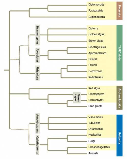 Compare and contrast the two phylogeny. 
thank you