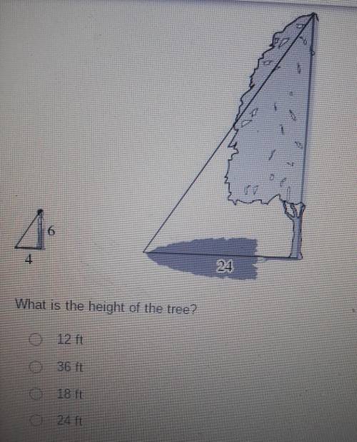 What is the height of the tree?​