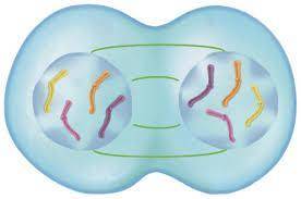 Pls help: The figure represents which stage of mitosis? What forms during this phase?