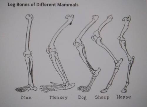 Mary is in the lab studying the bones shown in the picture below. Tom says she is doing comparative