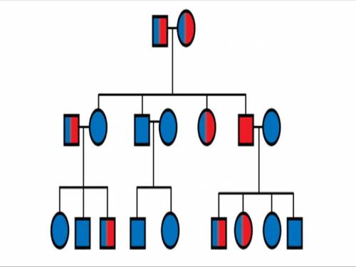 Examine the pedigree for butterfly color. Using the alleles: R = red wings, B = blue wings, what is