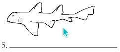 What are the names of this 4 sharks? Need help really REALLY BAD! :P

whoever helps me I will real