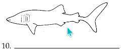 What are the names of this 4 sharks? Need help really REALLY BAD! :P

whoever helps me I will real