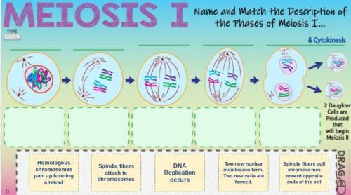 Name and match the description of the phases of meiosis 1