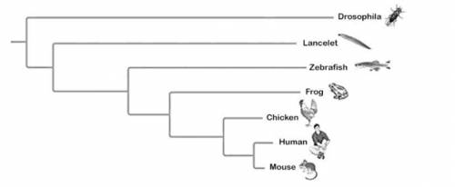 The phylogenetic tree in the figure below was constructed by comparing sequences of homologs of a g