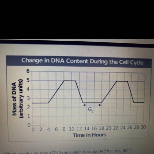 Which conclusion about DNA replication is supported by the graph?

A. DNA replication occurs durin