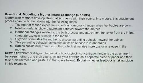 Mammalian mothers develop strong attachments with their young. In a mouse, this attachment process