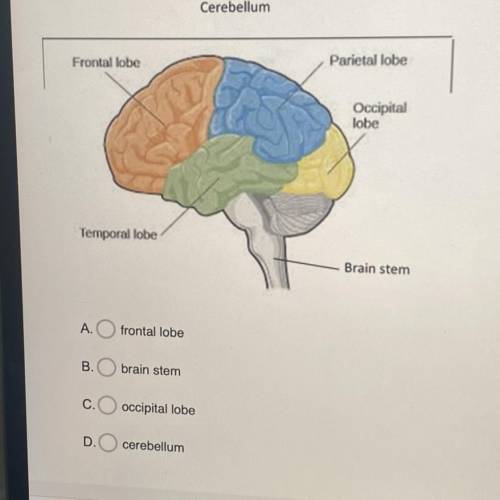 In the diagram below, which of the following parts are labeled incorrectly?
Cerebellum