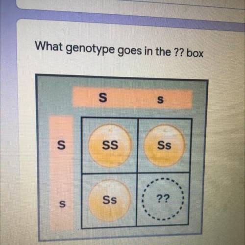 What genotype goes in the ?? box
S
S
S
SS
Ss
S
Ss
??