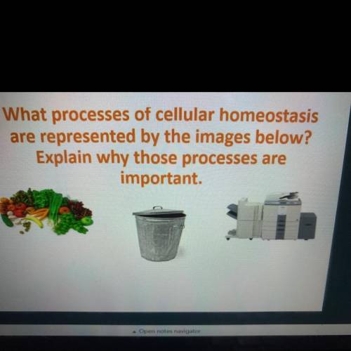What processes of cellular homeostasis

e represented by the images below?
Explain why those proce