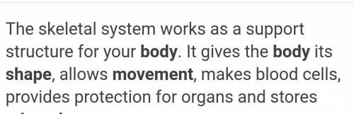 What is the function or the skeletal system hdbdb