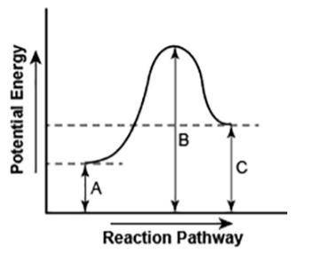 The diagram shows the potential energy changes for a reaction pathway.

A curved lined graph is sh