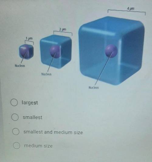 Imagine that these are cells. Which cell(s) would have the smallest surface area to volume ratios?​