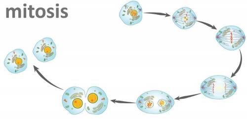 Can someone please label all of the steps of mitosis