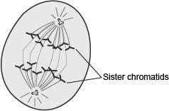 The following diagram shows a stage of a cell during mitosis.

Which of the following happens to t