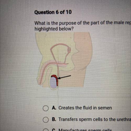 What is the purpose of the part of the male reproductive system that is

highlighted below?
A. Cre