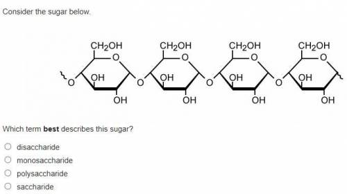 Consider the sugar below.

Which term best describes this sugar?disaccharidemonosaccharidepolysacc