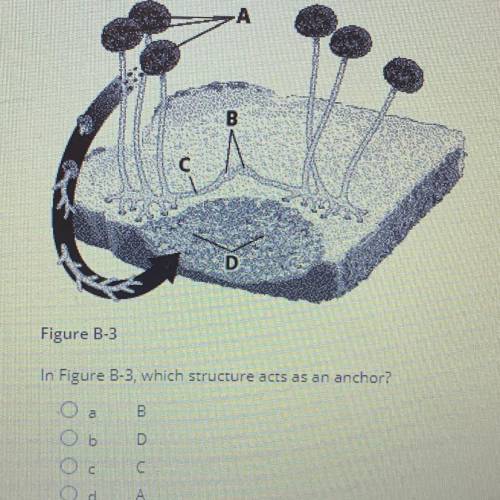 Figure B-3
In Figure B-3, which structure acts as an anchor?