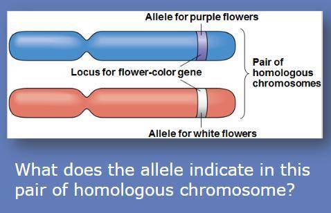 What does the allele indicate in this pair of homologous chromosome?