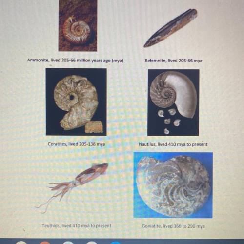 Which organism would make the best index fossil? Why?
(From the options shown in the picture)