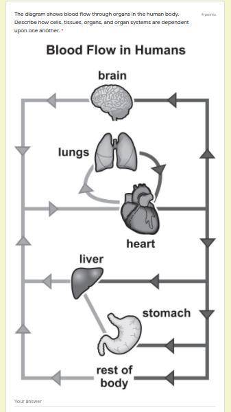 The diagram shows blood flow through organs in the human body. Describe how cells, tissues, organs,