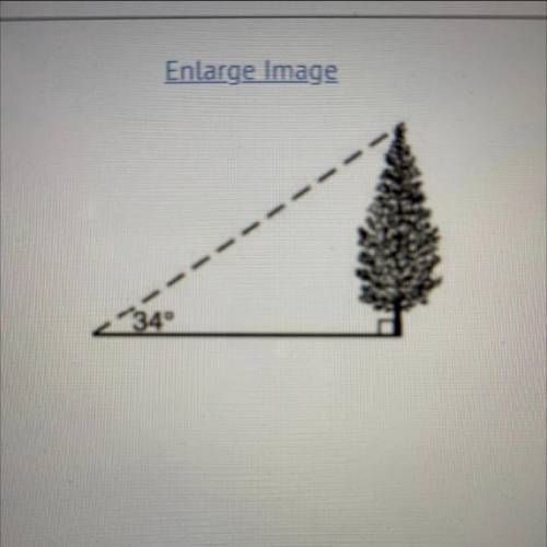 if the angle of elevation from the point on the ground to the top of the tree is 34° and the point