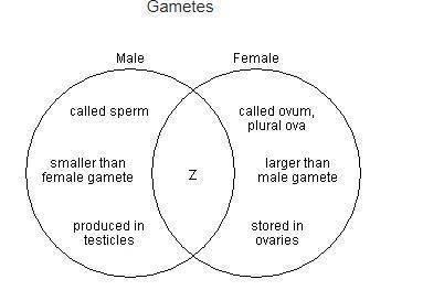 The diagram compares the characteristics of male and female gametes. Which item can be placed in th