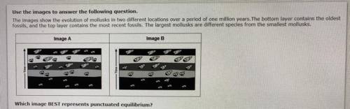 Which image BEST represents punctuated equilibrium?

A. Image A, because there is a period of rapi