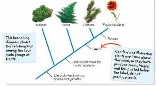 How can you use the branching diagram to tell which plants produce seeds?