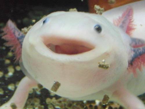 Axolotls are prtty cute no cap