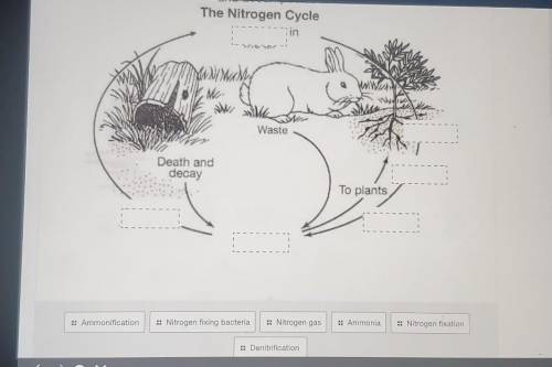 Label the nitrogen cycle with the given parts.​