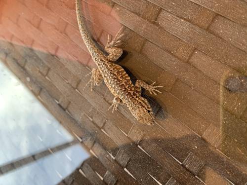 I found a lizard and the pictures didn’t load but here they are now