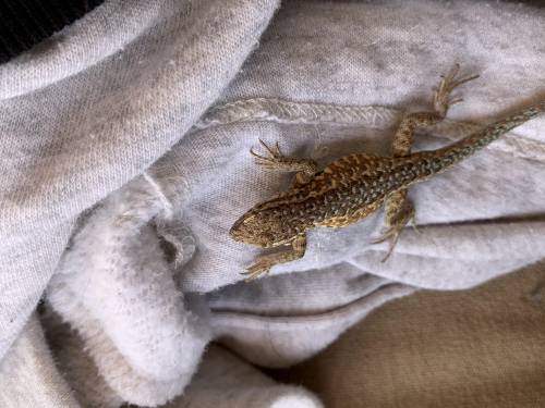 I found a lizard and the pictures didn’t load but here they are now