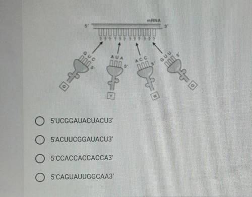The diagram shows how a section of protein containing the amino acid sequence QYWQ is formed. What
