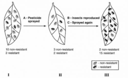 Answering by analyzing this picture.

The question is : if pesticides were sprayed on the leaf, de