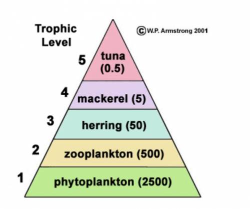 A pyramid of energy is used to analyze the amount of energy available at each feeding level in a fo