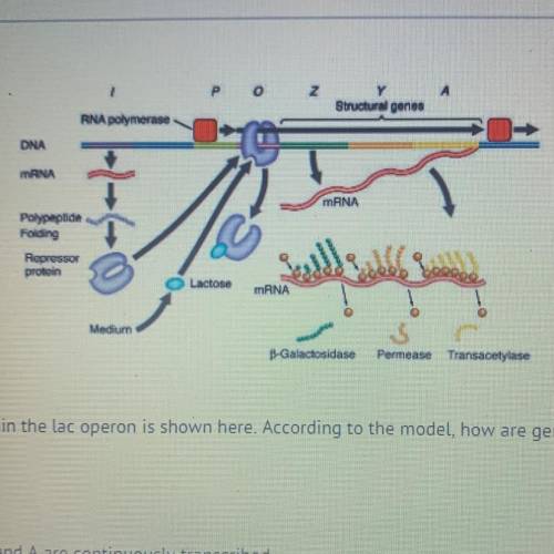 A model of gene expression within the lac operon is shown here. According to the model, how are gen