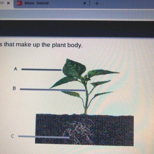 These are the three main organs that make up the plant body.

What is the main function of the str