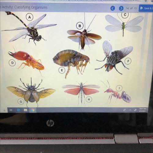 Images are not to scale.

Use this dichotomous key to identify the taxonomic order of each insect.