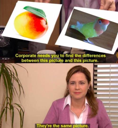 My bird and a mango-