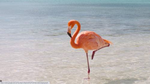 What is your opinion of flamingo from you tube