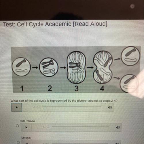 What part of the cell cycle is represented by the picture labeled as steps 2-4?