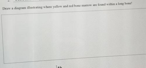 Draw a diagram illustrating where yellow and red bone marrow are found within a long bone​