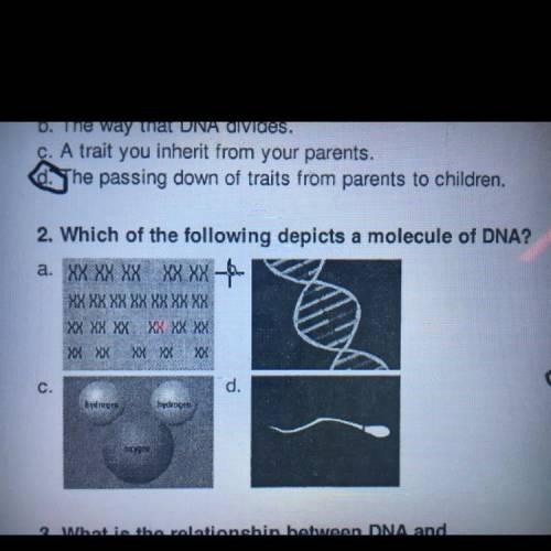 Which of the following depicts a molecule of DNA? A, B, C, D?