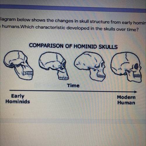 The diagram below shows the changes in skull structure from early hominids to

modern humans.Which