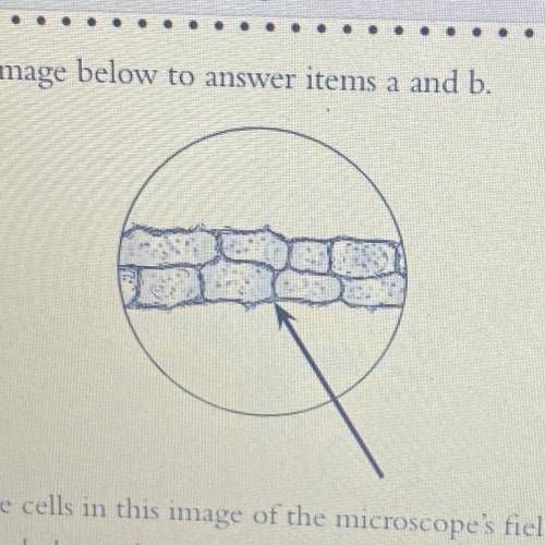 Use the image below to answer items a and b.

The cells in this image of the microscope's field of