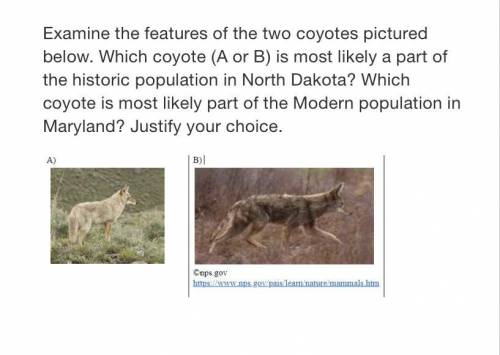 Examine the features of the two coyotes pictured below. Which coyote (A or B) is most likely a part