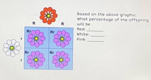 Based on the above graphic.

What percentage of the offspring
will be
Red:
White:
Pink: