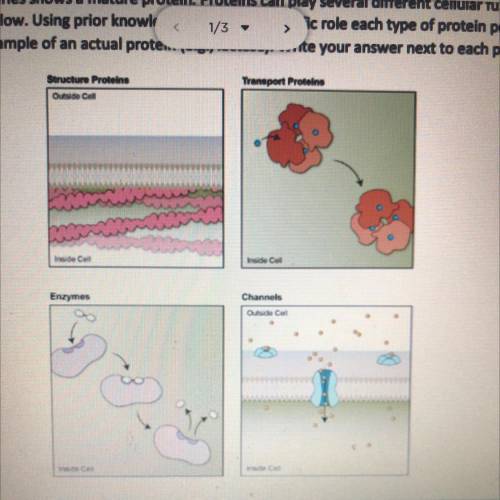 The final card in the series shows a mature protein. Proteins can play several different cellular f