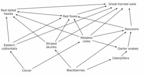 How many consumers are omnivores in the food web below?